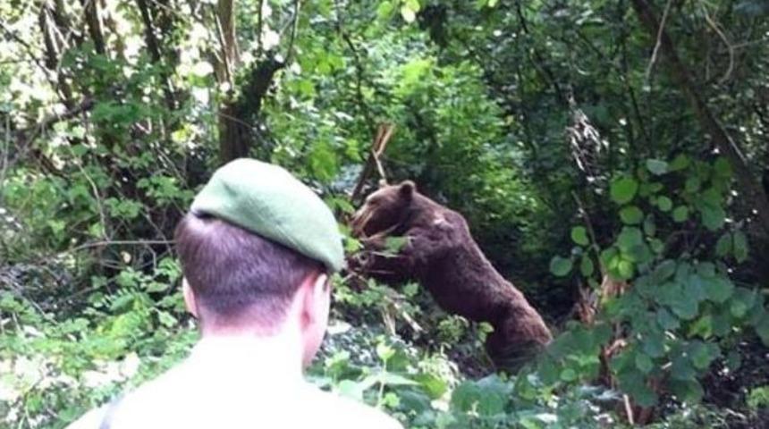Ormanda Yaralanan Ayı Kurtarıldı