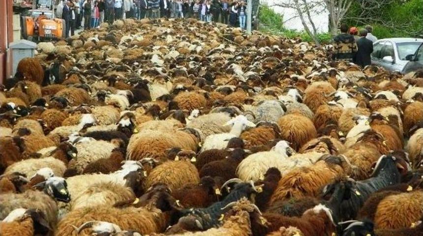 Posoflular Ayaklanınca S&uuml;r&uuml;ler Geri Gitti