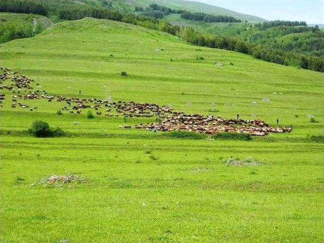 Posoflular Ayaklanınca S&uuml;r&uuml;ler Geri Gitti 2