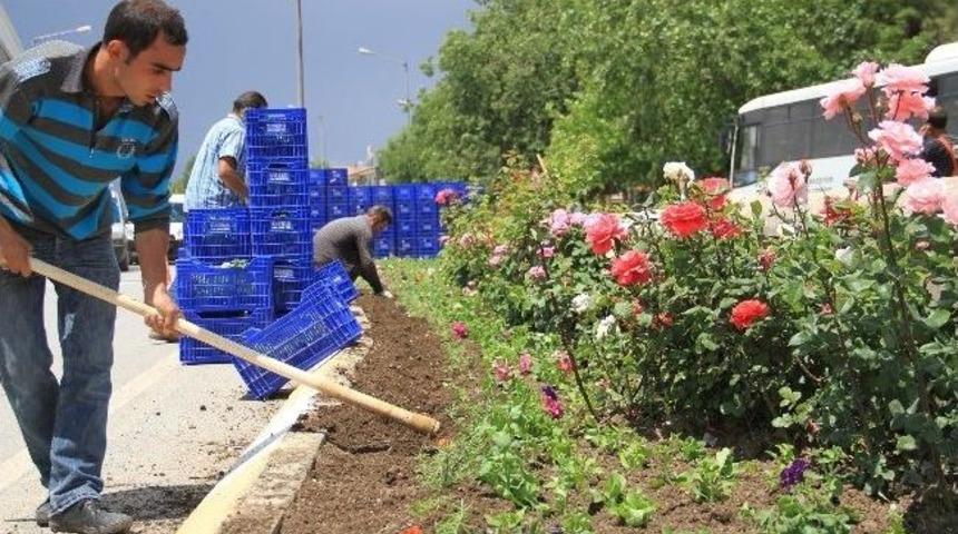 D&ouml;rtyol Kavşağına &Ccedil;i&ccedil;ek Dikimi