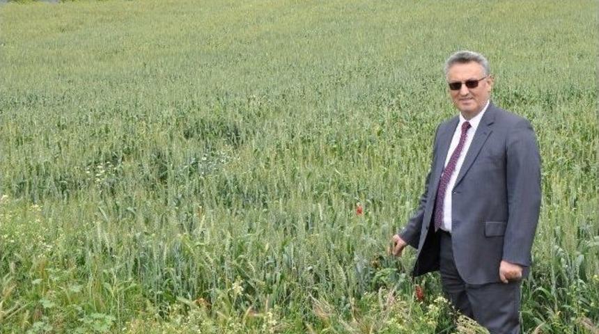 Buğdayda S&uuml;ne M&uuml;cadelesi &Ccedil;alışmaları Tamamlandı