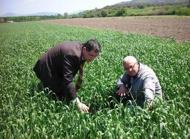 Buğdayda Süne Mücadelesi Çalışmaları Tamamlandı