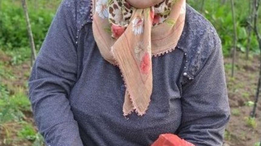 B&uuml;y&uuml;klerinin Hayrına &Ccedil;ilek Dağıtıyor