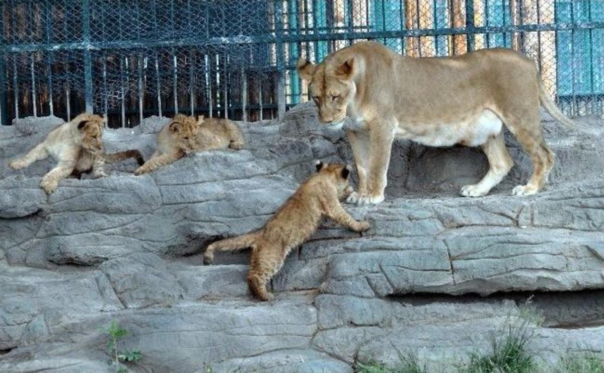 (&ouml;zel Haber) Harikalar Diyarı'nın Yeni 'aslan'ları