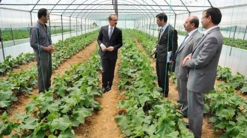 Uşak&rsquo;ta Jeotermal Sera İşletmeciliğine İlgi Artıyor