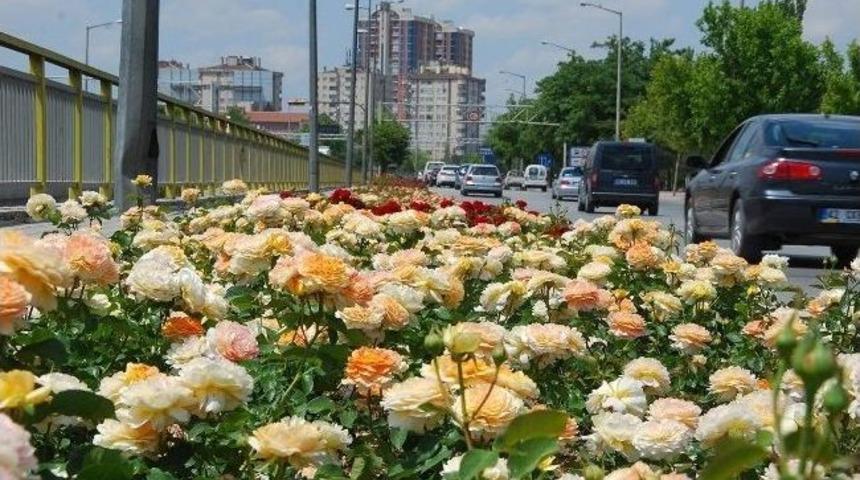 Konya&rsquo;yı G&uuml;ller S&uuml;sl&uuml;yor