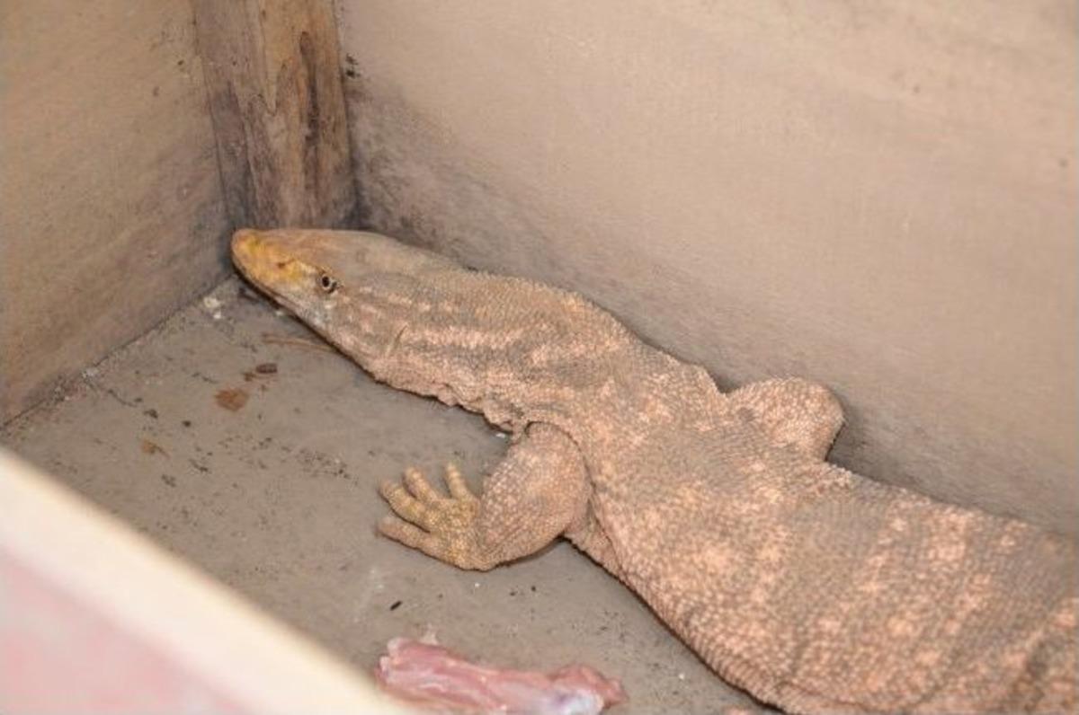 Silopi&rsquo;de Dev Kertenkele Yakalandı