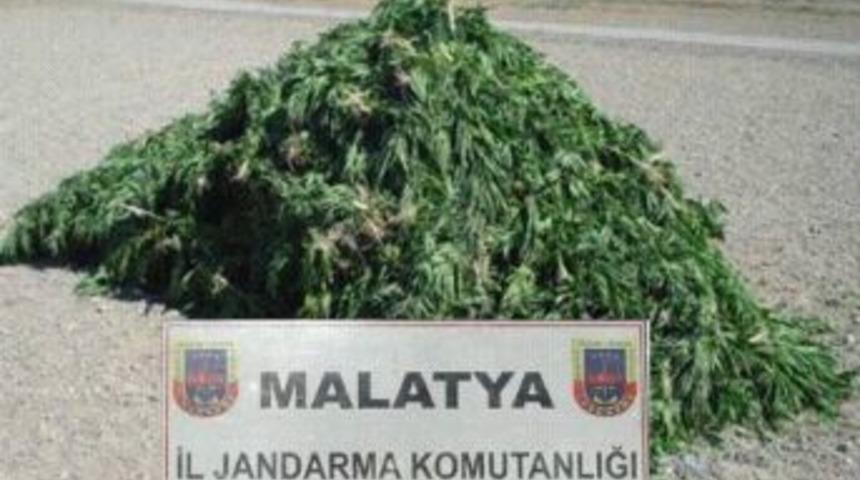 Esrar Ve Hint Keneviri Ele Ge&ccedil;irildi