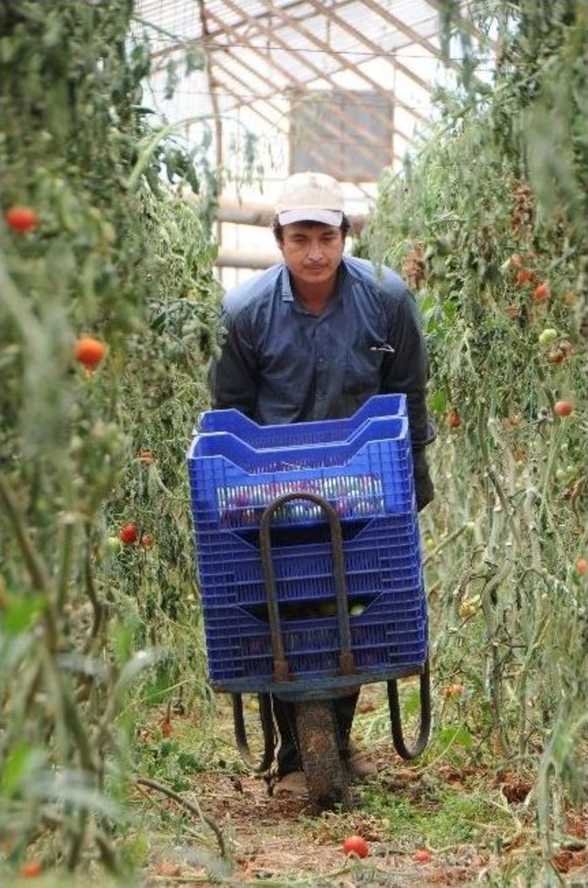 Antalya&rsquo;da Domatesler S&ouml;k&uuml;l&uuml;yor