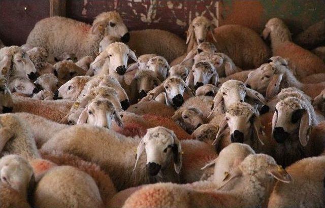 Şevket Avcı, Koyun Keçi Yetiştiricileri Birliğine Yeniden Aday