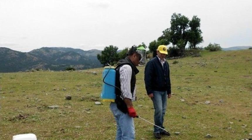 Burhaniye&rsquo;de &Ccedil;ekirge M&uuml;cadelesi