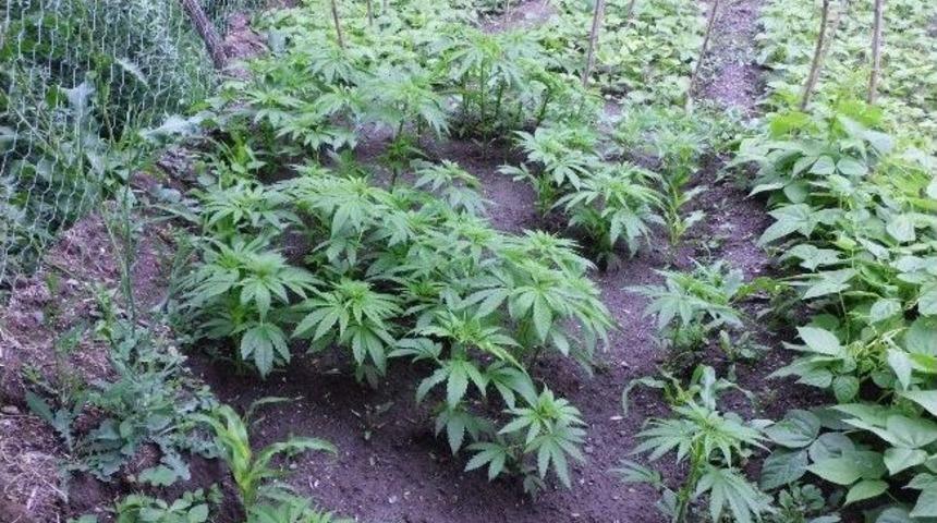 Yozgat'ta 390 K&ouml;k Hint Keneviri Ele Ge&ccedil;irildi