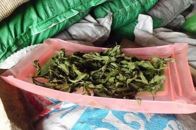 Yozgat ta 390 Kök Hint Keneviri Ele Geçirildi 3