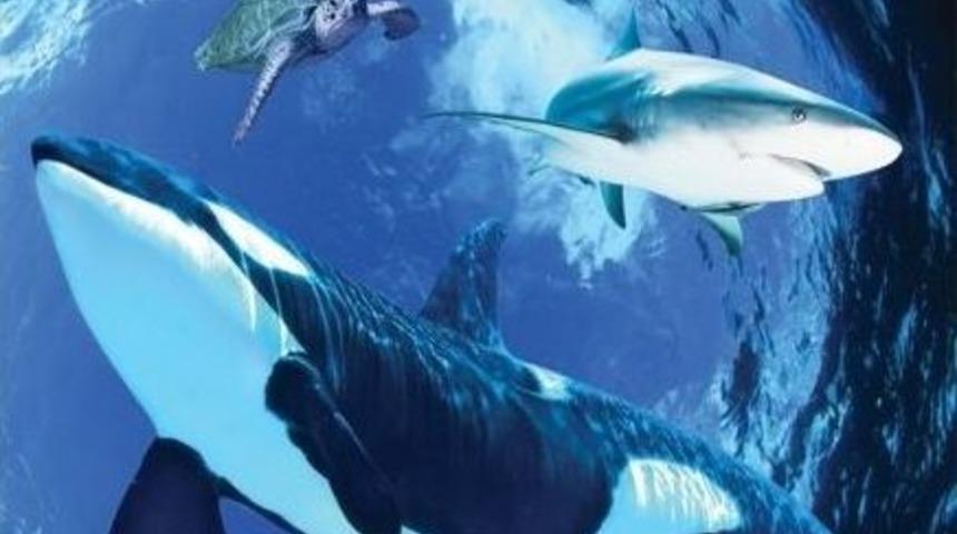 Taurus&rsquo;ta Deniz Altına Yolculuk Zamanı