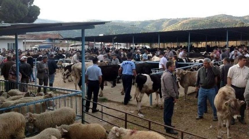 Dalama Hayvan Pazarında Zabıta Denetimi
