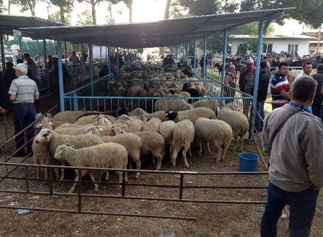 Dalama Hayvan Pazarında Zabıta Denetimi 1