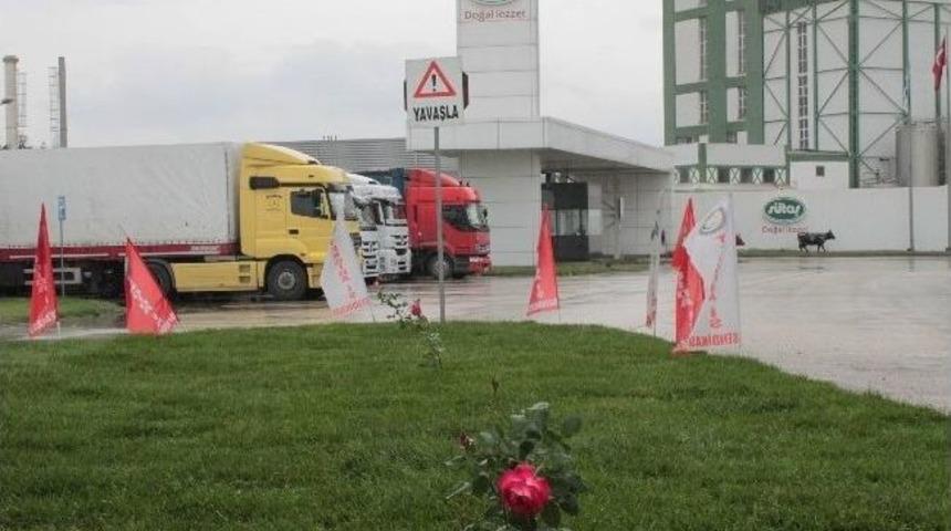 S&uuml;taş Bir Gecede Yeşillendi
