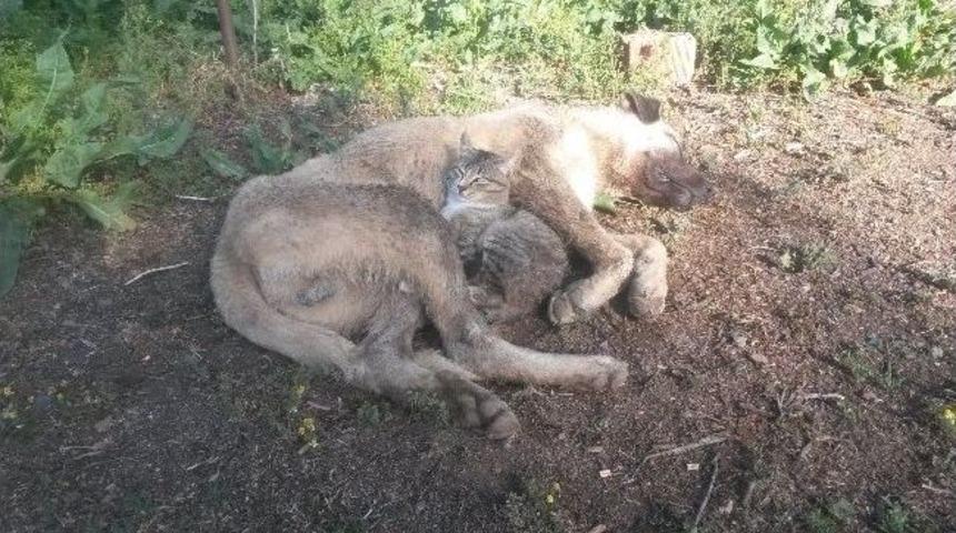 &Ccedil;oban K&ouml;peği Ve Kedinin Dostuluğu G&ouml;renleri Şaşırtıyor