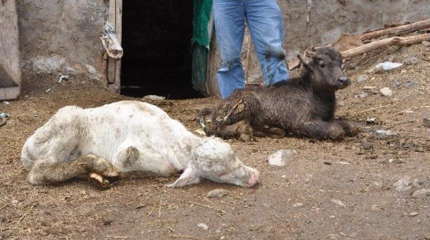 Manda Beyaz Buzağı Doğurdu