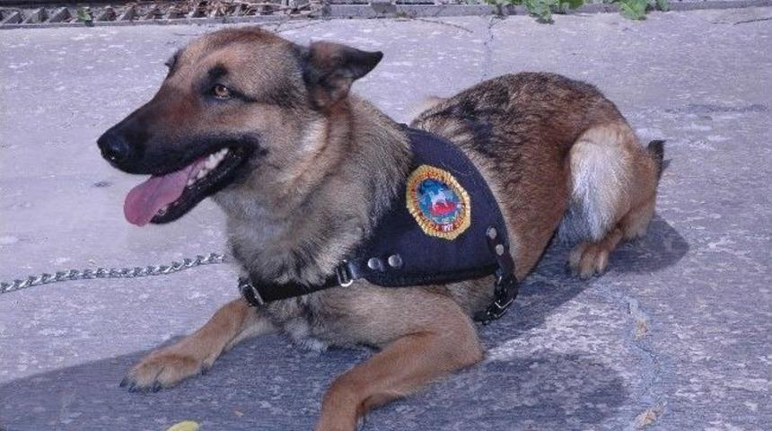 Karaman'da Narkotik K&ouml;peği Tina G&ouml;reve Başladı