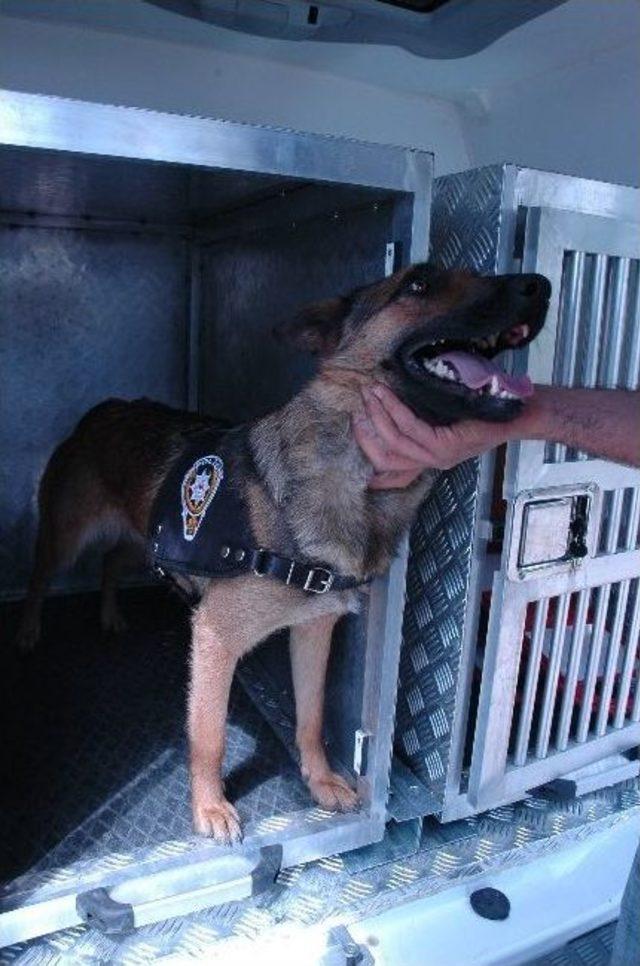 Karaman da Narkotik K&ouml;peği Tina G&ouml;reve Başladı 1