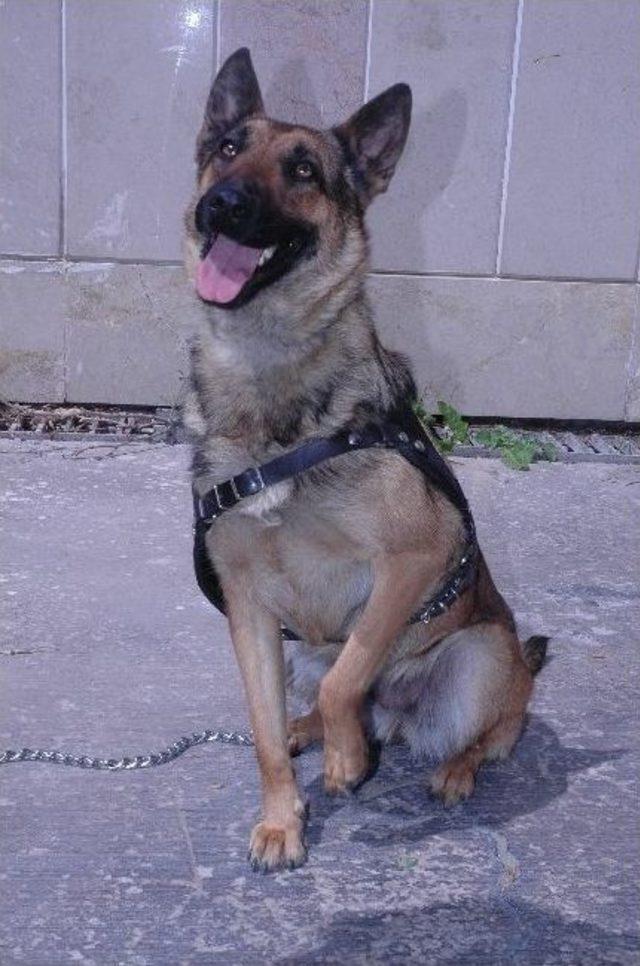 Karaman da Narkotik K&ouml;peği Tina G&ouml;reve Başladı 2