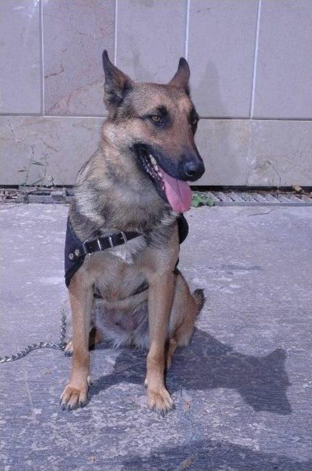 Karaman da Narkotik K&ouml;peği Tina G&ouml;reve Başladı 3