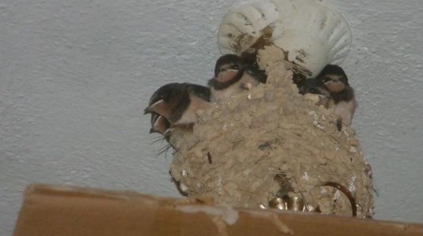 Kırlangı&ccedil;lar Kahvehanenin Tavanına Yuva Yaptı