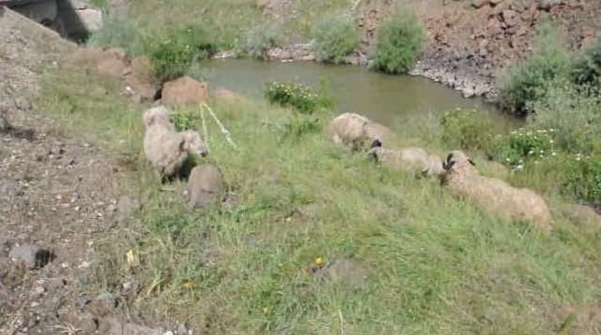 Devrilen Kamyonda 3 Kişi Yaralandı, 20 Koyun Telef Oldu