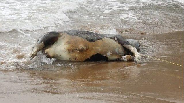 Denizden Dana Çıktı