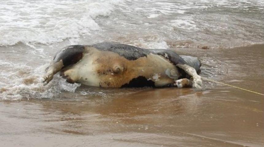 Denizden Dana &Ccedil;ıktı