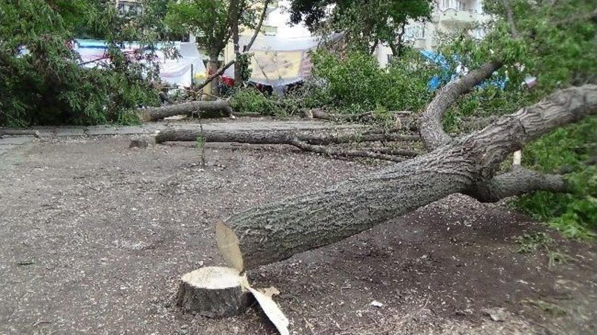 Ağa&ccedil; Kesiminden Sonra Sağanak Yağmura Da Direndiler