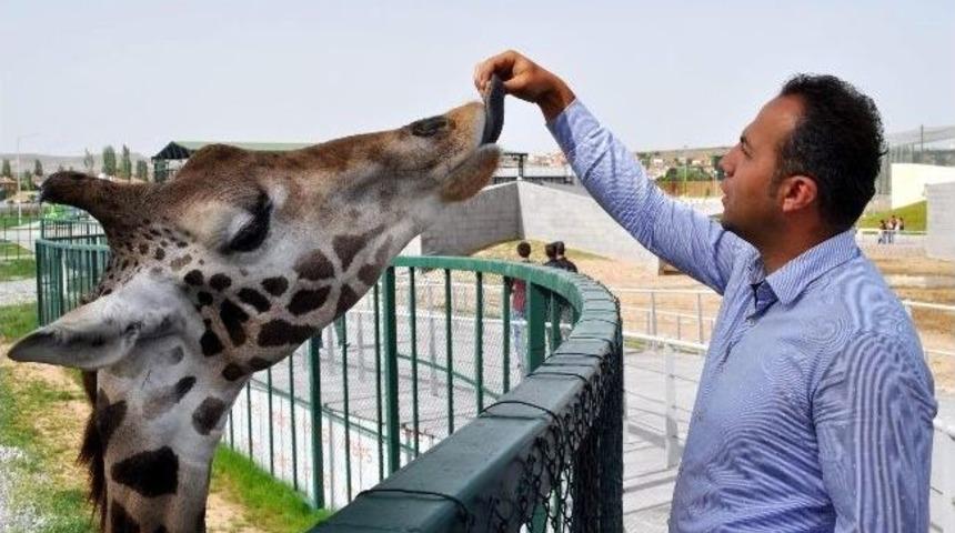 (&ouml;zel Haber) Harikalar Diyarı'nı Doğum Heyecanı Sardı