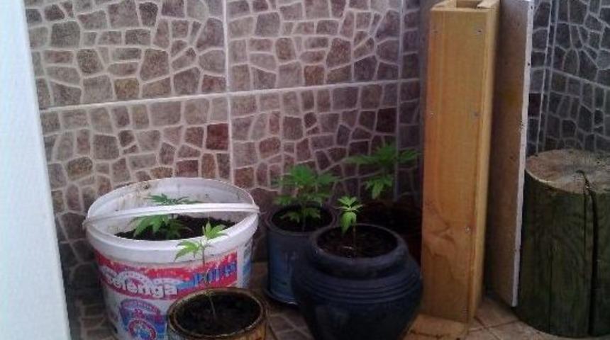 Kaş'ta 18 K&ouml;k Dişi Hint Keneviri Ele Ge&ccedil;irildi