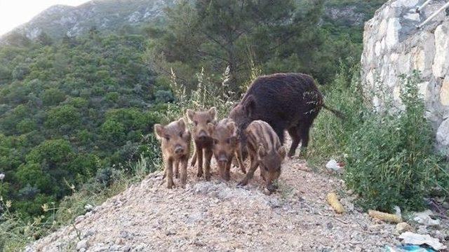&Ccedil;aycının Yaban Domuzları İle Dostluğu G&ouml;renleri Şaşırtıyor 2