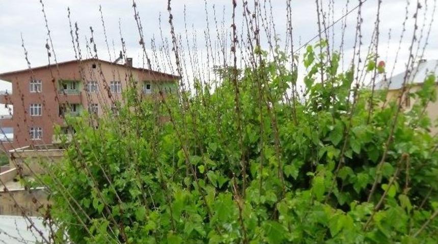 Kulp&rsquo;ta İpek B&ouml;cekleri Koza Olamadan Telef Oldu