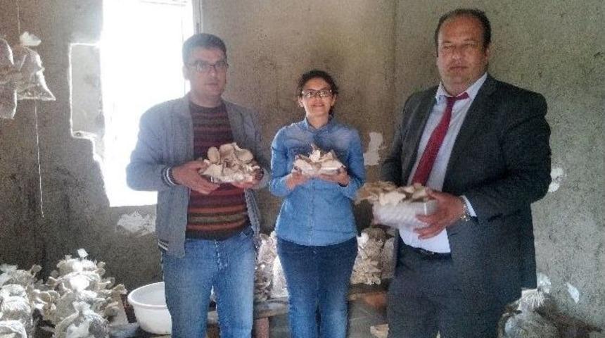 &Ccedil;ift&ccedil;iyi Kalkındıracak Mantar: İstiridye