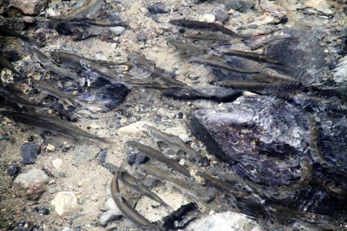 İnci Kefalleri Bentte Hayat Buldu