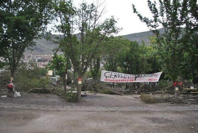 Amasya’daki Ağaç Eylemi Sona Erdi