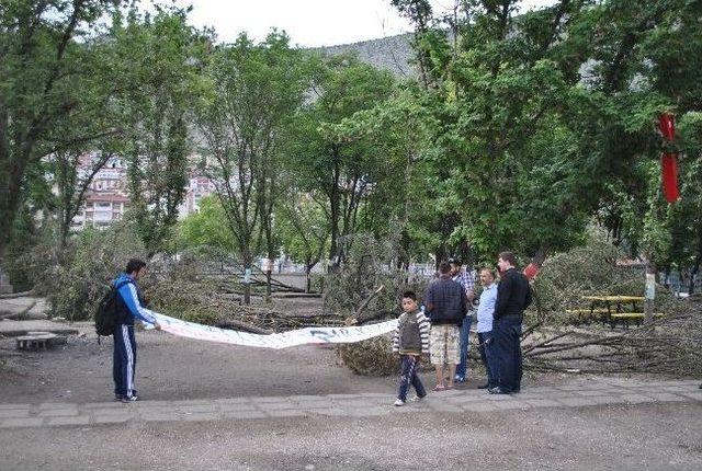 Amasya’daki Ağaç Eylemi Sona Erdi