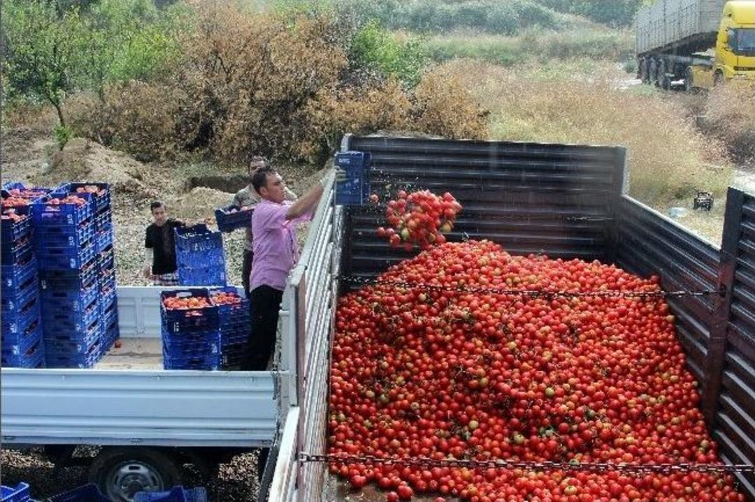 &Uuml;retici Tepki İ&ccedil;in Domatesi Sal&ccedil;a Yaptı