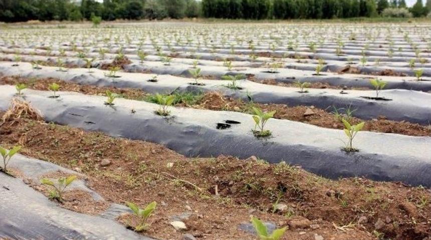 Erzincan&rsquo;da Mal&ccedil;lı Patlıcan Yetiştiriciliği Ger&ccedil;ekleştiriliyor