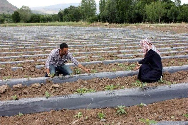 Erzincan’da Malçlı Patlıcan Yetiştiriciliği Gerçekleştiriliyor