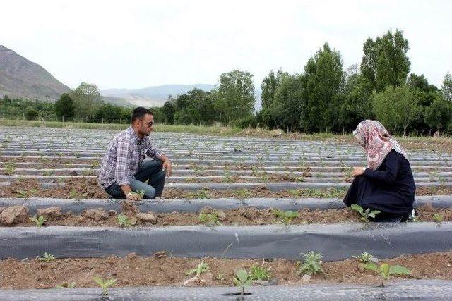 Erzincan’da Malçlı Patlıcan Yetiştiriciliği Gerçekleştiriliyor