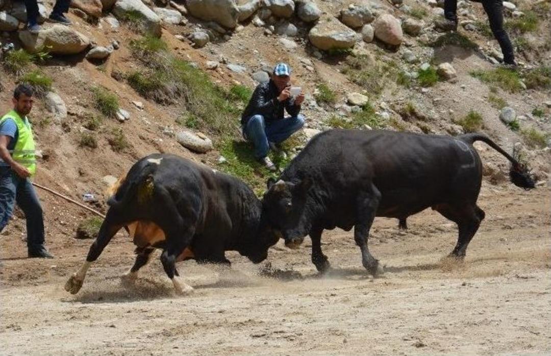 Boğayı &Uuml;niversiteye Tercih Etti