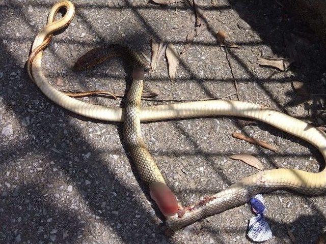 Apartmanda Yılan Paniği 2