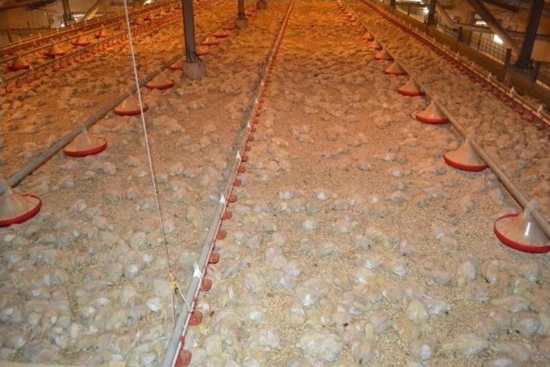 Zonguldak&rsquo;ta Tavuk &Ccedil;iftliğinde Yangın: 10 Bin Civciv Telef Oldu