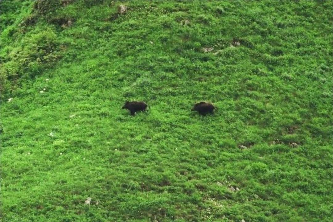 Rize'de Dağ Horozu Şenlikleri Yapıldı
