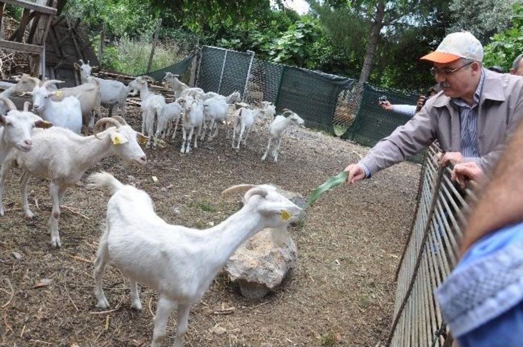 &Ccedil;andır Resmen Organik K&ouml;y Oldu