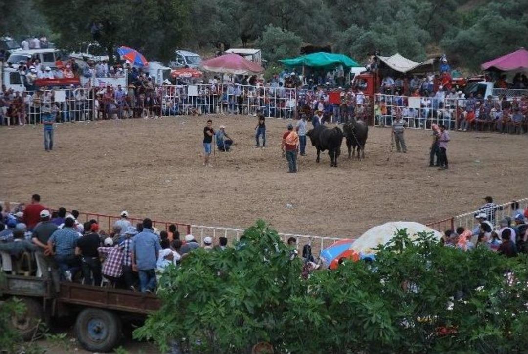 Egeli Boğalar Musluca Mahallesi&rsquo;nin Daha İyi Su İ&ccedil;mesi İ&ccedil;in G&uuml;reşti